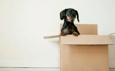 So gelingt Ihr Firmenumzug – 5 wichtige Tipps aus der Praxis
